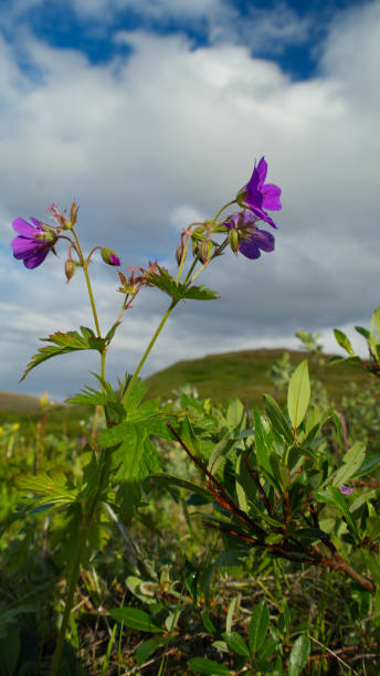 istock Close-up view to flower in icelandic field 666326254