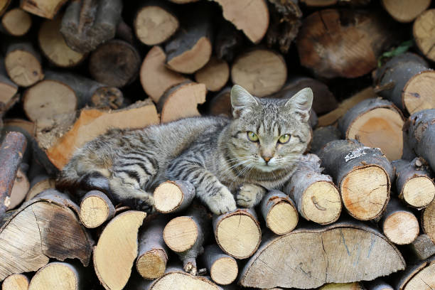 istock Cat resting on a heap of logs 666329358