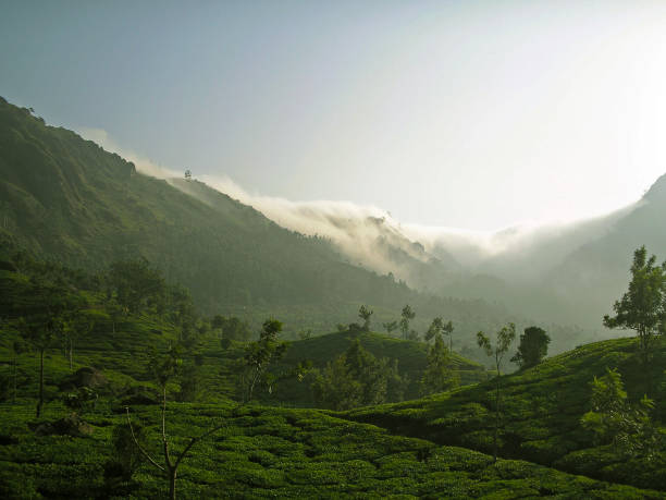 istock tea plantation on a mountain ridge 666329874