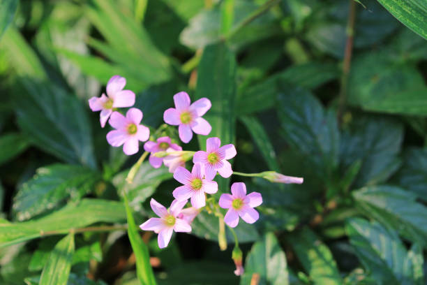 istock the flower bed of  Oxalidaceae 666330218