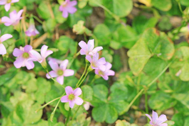 istock the flower bed of  Oxalidaceae 666330244