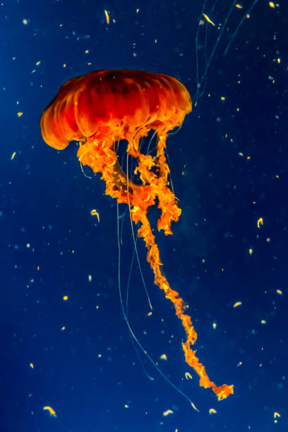 Beautiful Orange Jellyfish in the Pacific.