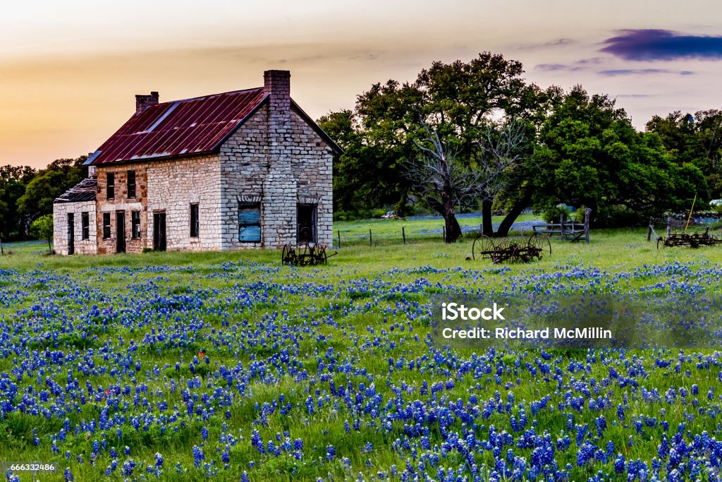 Abandonded Old House in Texas Wildflowers. An Interesting Abandonded Old Rock House or Homestead in a Beautiful Field Loaded with the Famous Texas Bluebonnet (Lupinus texensis) Wildflowers. House Stock Photo