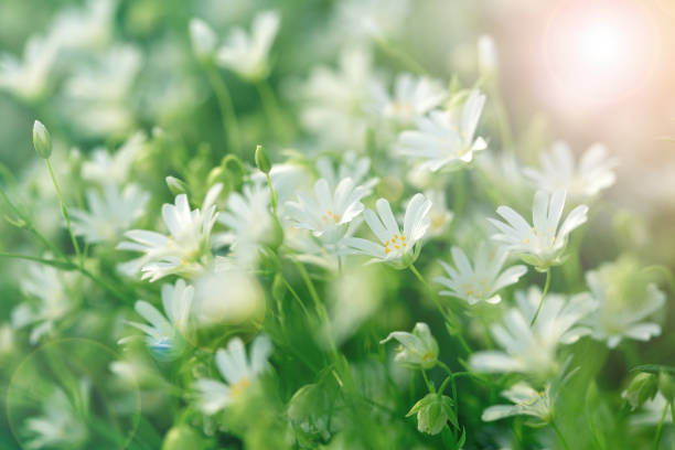 istock Flowering white flower in meadow 666332488