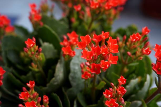 istock Four red petal flower, Kalanchoe Flower 666332720
