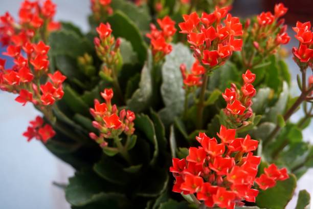 istock Four red petal flower, Kalanchoe Flower 666332840