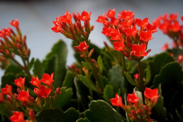 istock Four red petal flower, Kalanchoe Flower 666333070