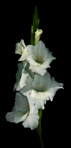 White Gladiola flowers isolated against a black background.  Very shallow depth of field.