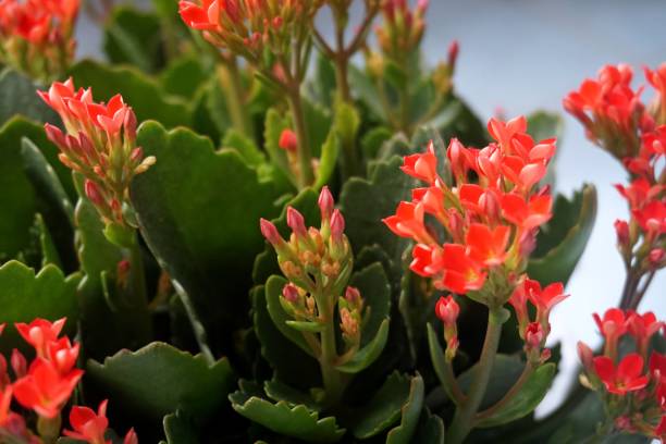 istock Four red petal flower, Kalanchoe Flower 666335498