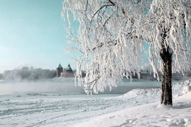 baum im schnee im winter am flussufer - novgorod stock-fotos und bilder