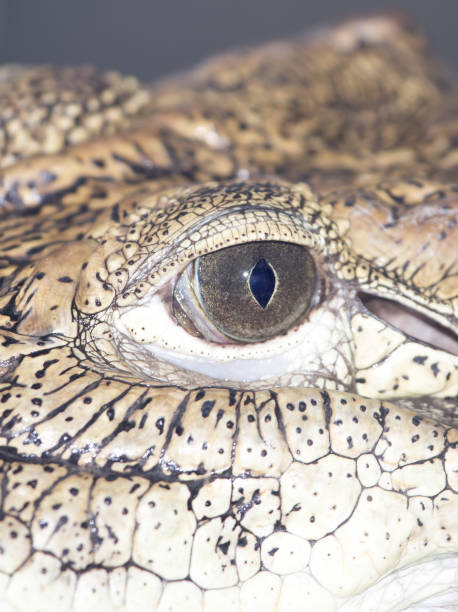 istock eye of a crocodile 666340488