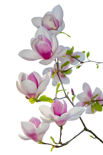 istock pink magnolia flowers isolated on white 666343028