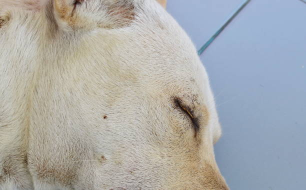 istock tick climbing dog face while sleeping for sucking blood 666343330