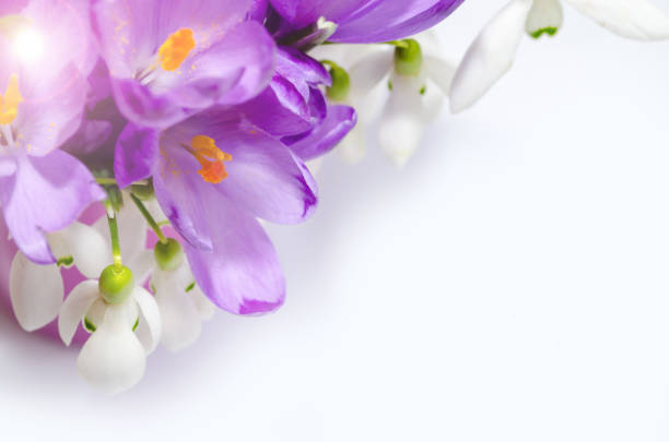 Delicate snowdrop, blue hepatica and purple crocus flowers on white background