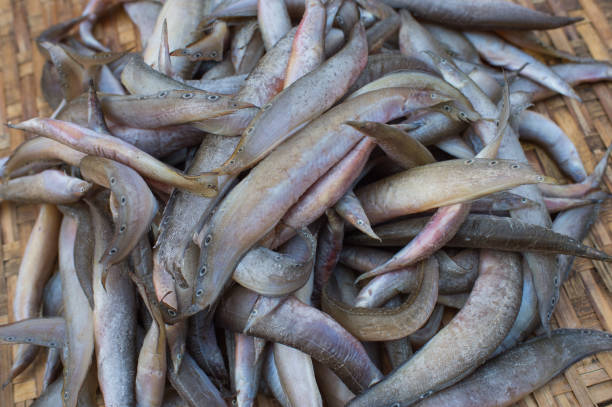istock Sun dried fish in the market 666346040