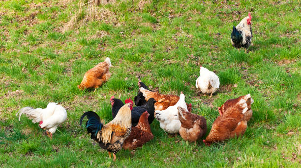 istock Free Range Chicken on organic Farm 666352444