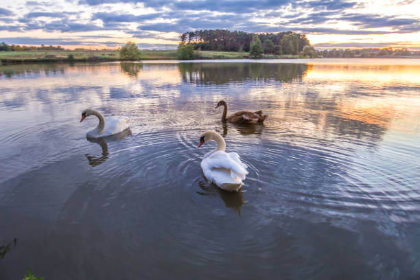 istock swan family at the pond 666355750