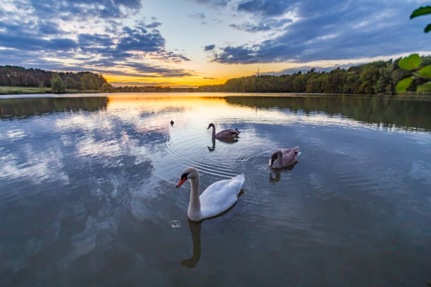 istock swan family at the pond 666355934