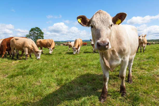 istock Close-up of a cow in a meadow 666356446
