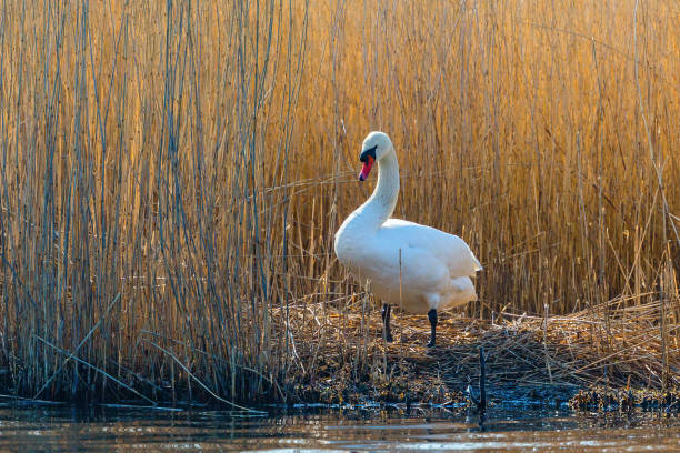 Mute swan at its nest at the lake