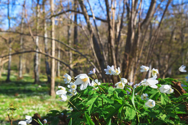 istock Wood anemones in spring 666359176