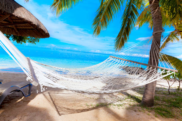 istock hammock on tropical beach with palm leaf thatch roofing  umbrellas and palm trees in the background 666360956