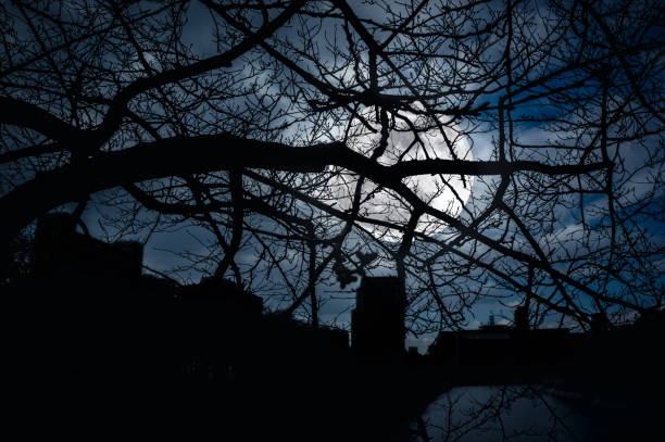 istock Silhouette branches of trees against night sky with full moon. 666361870