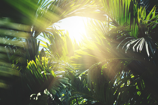 Tropical trees background