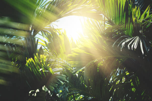 fundo de árvores tropicais - rainforest palm tree leaf plant - fotografias e filmes do acervo