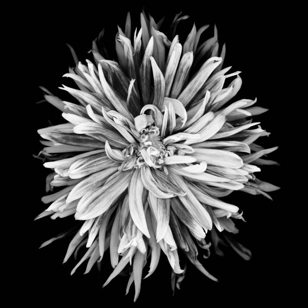 istock Mochrome dahlia isolated on black 666362516