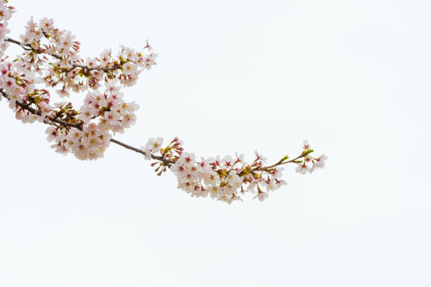 istock Beautiful cherry blossom sakura in spring time over blue sky. 666363088