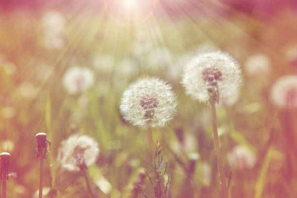 istock dandelion  field of green grass 666364104