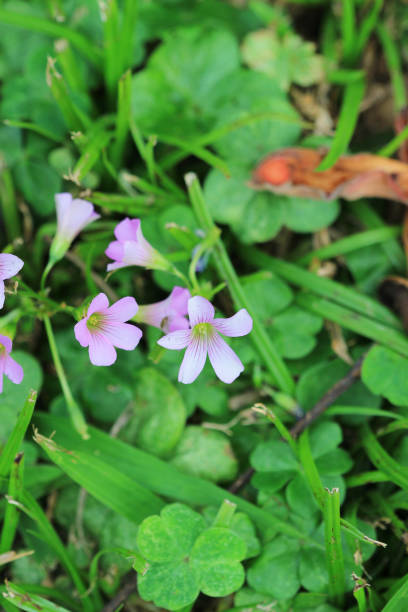 istock the flower bed of  Oxalidaceae 666364730