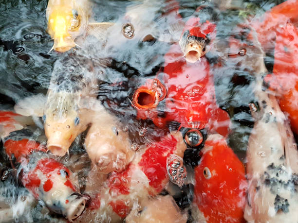 istock koi carp fish swim in water 666364874