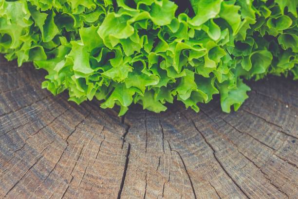 Fresh green lettuce on the textured wooded background.