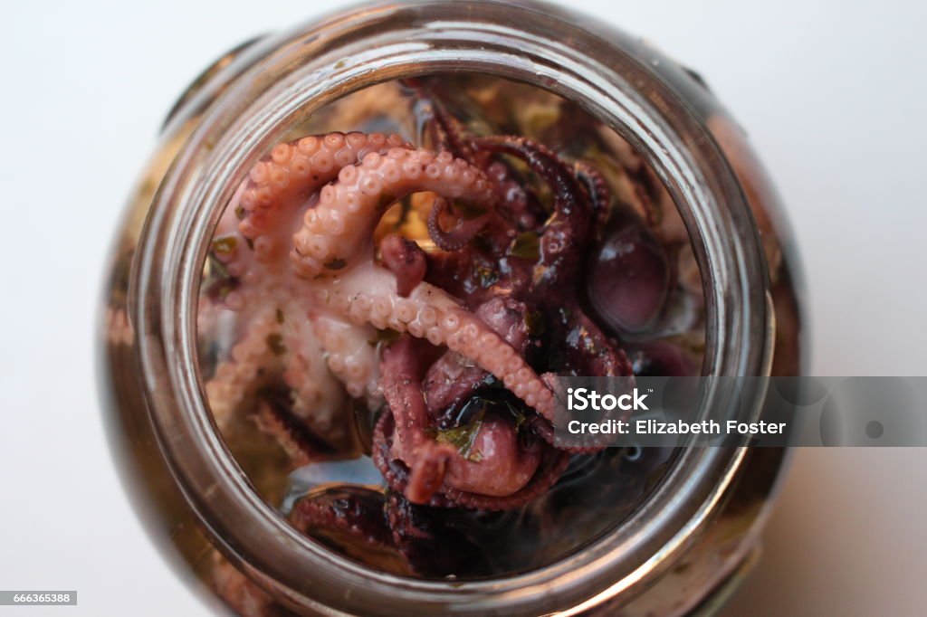 Octopus Tentacles, close up A shallow depth of field photograph of a cooked octopus and its tentacles, in a jar Animal Stock Photo