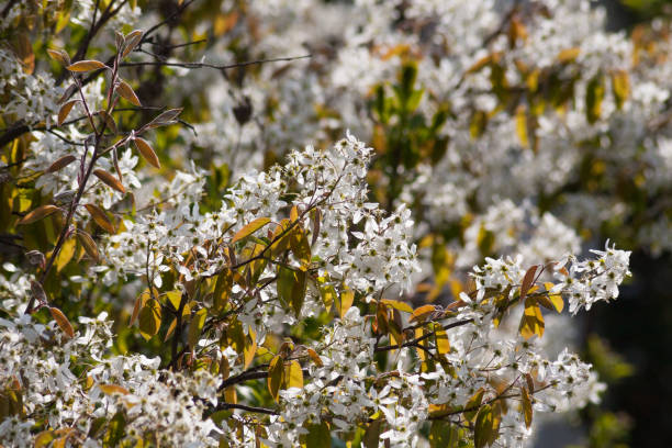 istock magnolia and tulip blossom in bamboo and lawn spring view 666365408