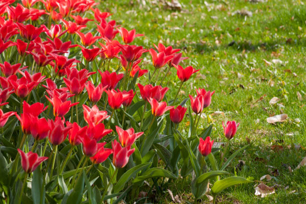 istock magnolia and tulip blossom in bamboo and lawn spring view 666365708