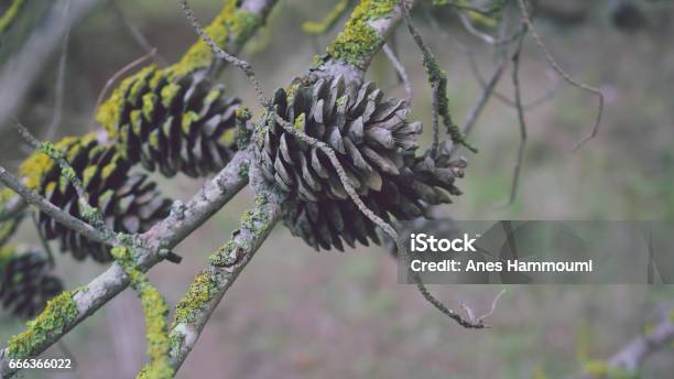 Splash Pine Stock Photo - Download Image Now - Algeria, Blurred Motion, Branch - Plant Part