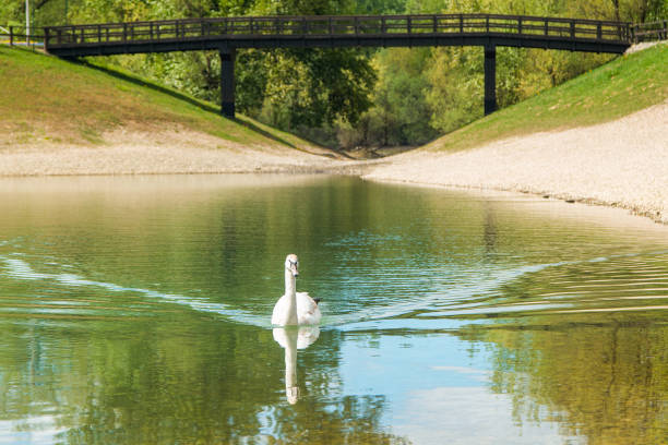 istock Swan on Bundek lake in Zagreb 666366042