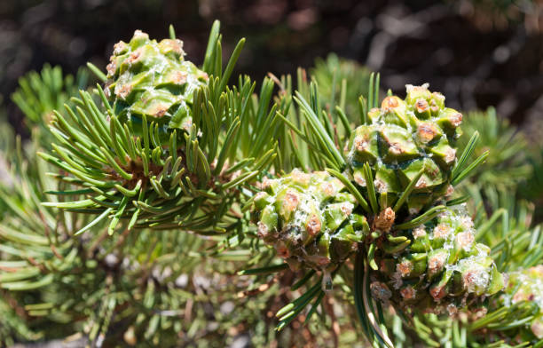 istock Plant Colorado National Monument, Colorado 666366948