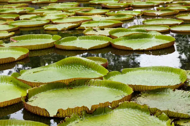 Photo of Giant water lilies (Victoria Amazonica)  Sir Seewoosagur Ramgoolam Botanic Garden, Mauritius