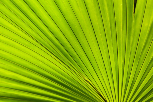 istock Sir Seewoosagur Ramgoolam Botanic Garden, Mauritius 666367126