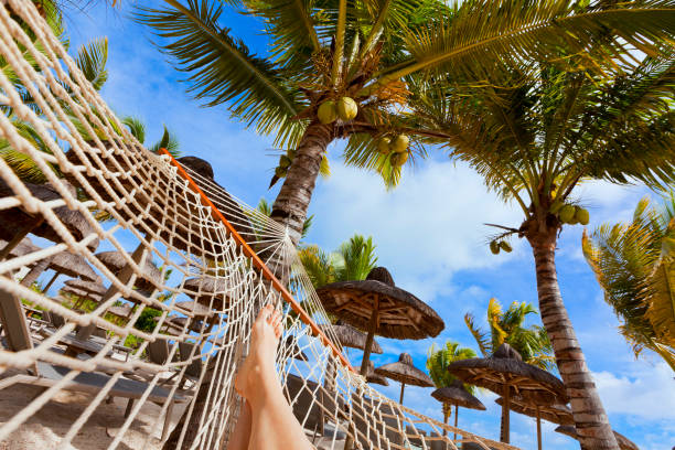 istock hammock on tropical beach with palm leaf thatch roofing  umbrellas and palm trees in the background 666367248