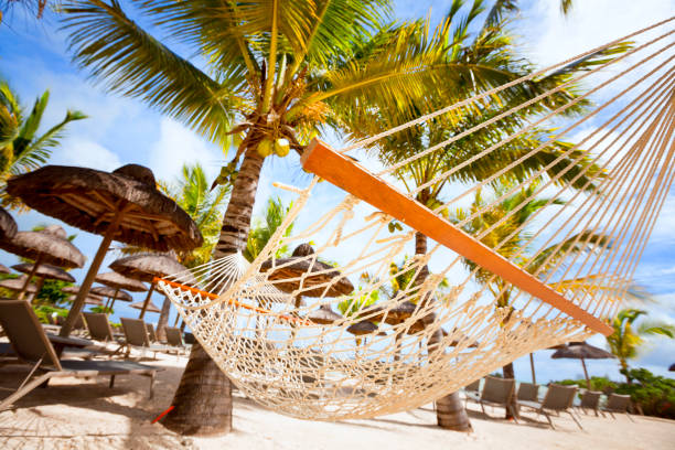 istock hammock on tropical beach with palm leaf thatch roofing  umbrellas and palm trees in the background 666367294