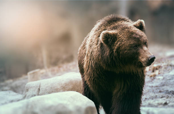 Brown bear Brown wild bear in nature. Beautiful grizzly. grizzly bear stock pictures, royalty-free photos & images