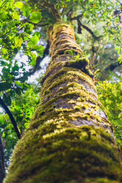 The trees in the humid tropical forest covered with moss The trees in the humid tropical forest covered with moss fern silver new zealand plant stock pictures, royalty-free photos & images