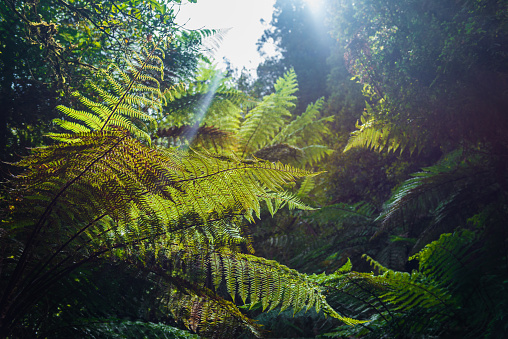 Native New Zealand Silver Tree Ferns, moving in the wind in a sub-tropical rain-forest. The Silver Fern is a national symbol of New Zealand.
