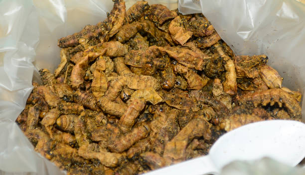 istock Mexican prehispanic cuisine, fried caterpillars 666370184