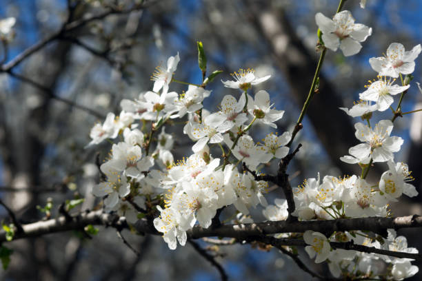 istock Sunny day and Plum tree with white Spring Blossoms 666370998